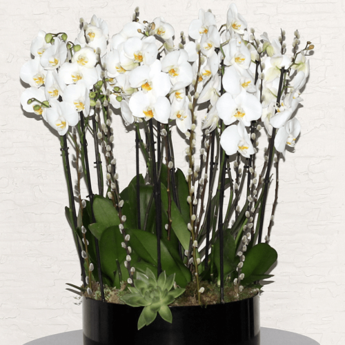 Orchid Round (الأوركيد الدائرية)