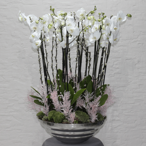 Shapely Orchid (أوركيد رشيق)