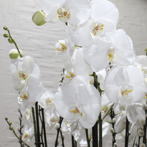 Shapely Orchid (أوركيد رشيق)