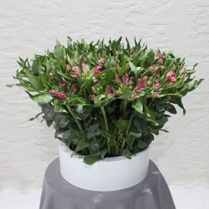 alstroemeria shadow الالستروميريا شادو