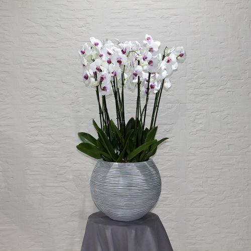Red lips orchids 3	اوركيد الشفاه الحمراء 3