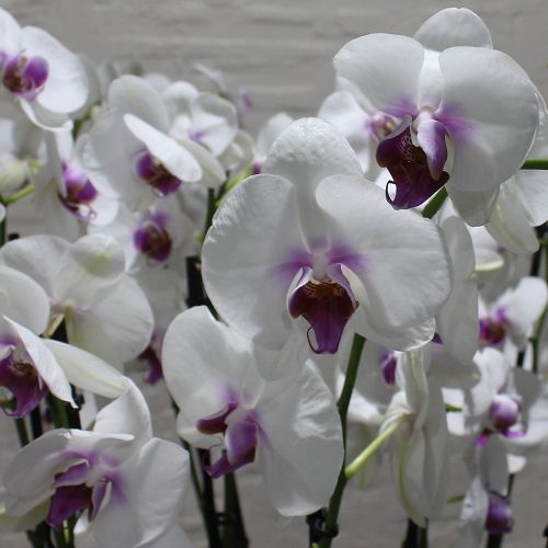 Red lips orchids 3	اوركيد الشفاه الحمراء 3