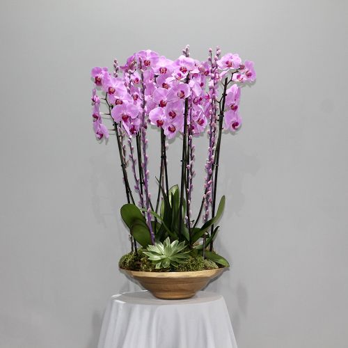 Pink Orchid Shadow-1(الأوركيد الوردي شادو-1)