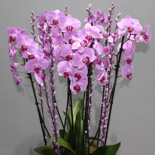 Pink Orchid Shadow-1(الأوركيد الوردي شادو-1)