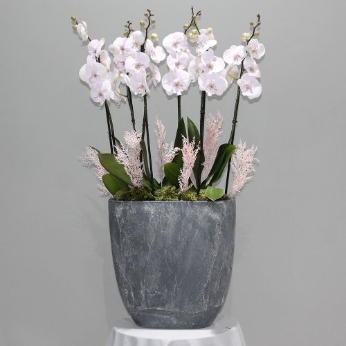 Lite Pink Orchid Shadow (لايت بينك أوركيد شادو)