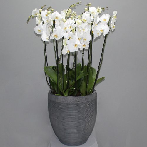 Orchids Spring (أوركيد الربيع)