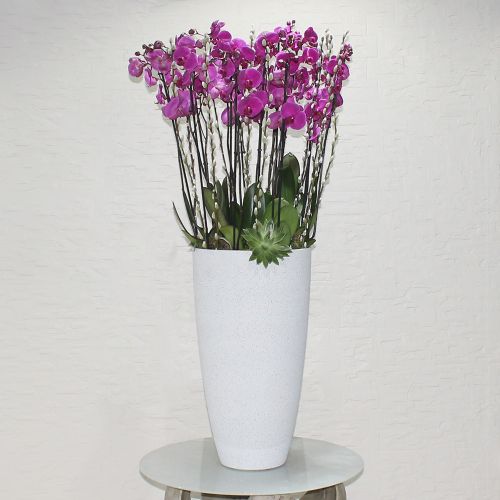 Super Purple orchid(سوبر بيربل اوركيد)