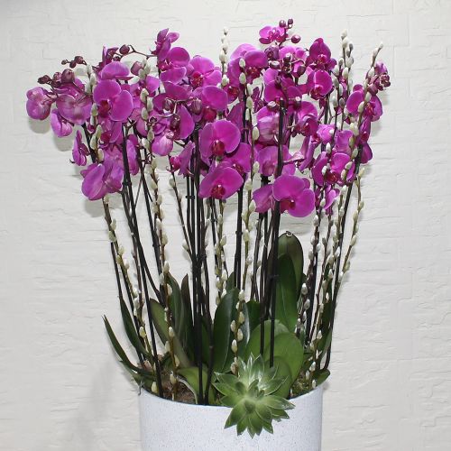 Super Purple orchid(سوبر بيربل اوركيد)