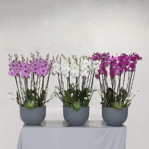 Joyful Orchids(الاوركيد المبهجة)