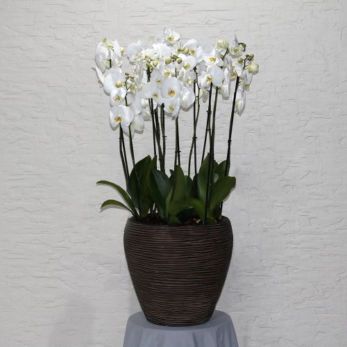 More Orchid(المزيد الأوركيد)