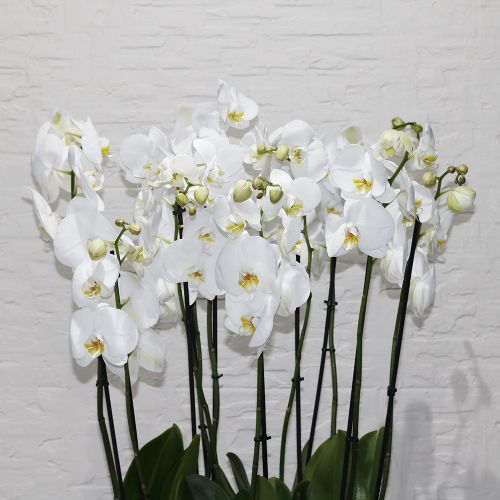 More Orchid(المزيد الأوركيد)