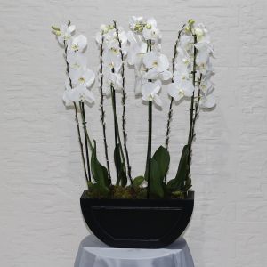 Orchid Ovel(أوركيد أوفيل)