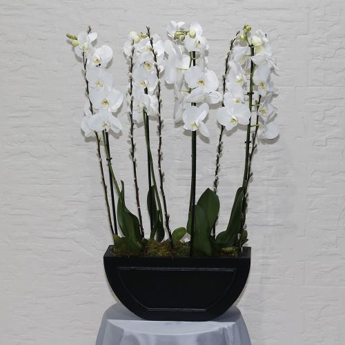 Orchid Ovel(أوركيد أوفيل)