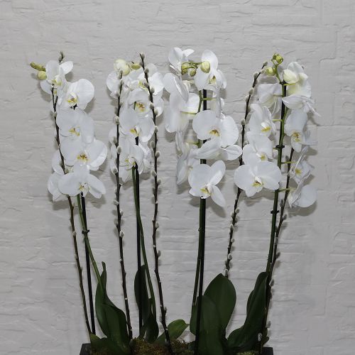 Orchid Ovel(أوركيد أوفيل)