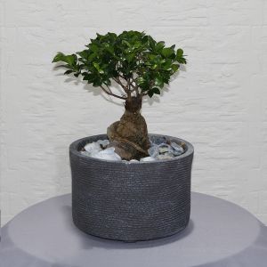 Bonsai shadow(بونساي شادو)
