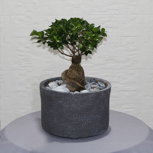 Bonsai shadow(بونساي شادو)