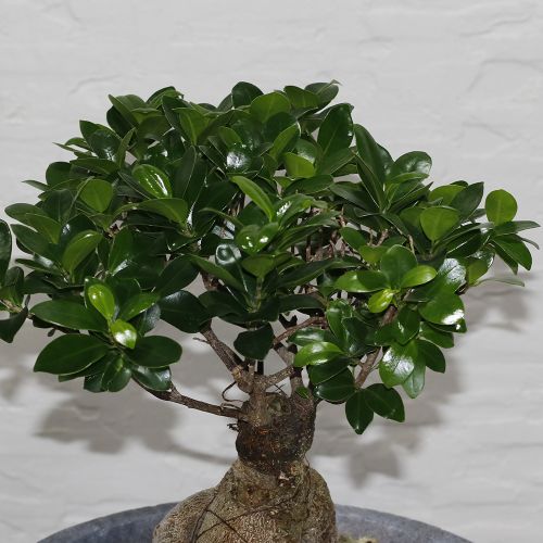 Bonsai shadow(بونساي شادو)