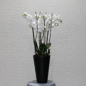 Orchid White Tall-1(أوركيد وايت طويل - 1)