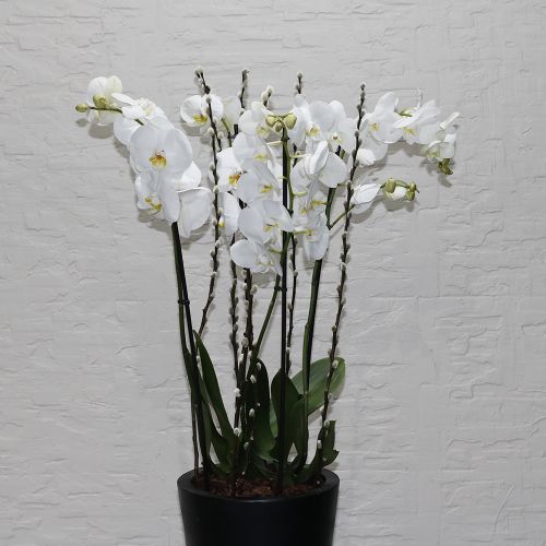 Orchid White Tall-1(أوركيد وايت طويل – 1)