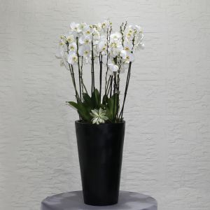 Orchid White Tall-2(أوركيد وايت طويل - 2)