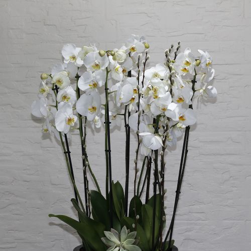 Orchid White Tall-2(أوركيد وايت طويل – 2)