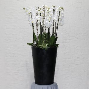 Orchid White Tall-3(أوركيد وايت طويل - 3)