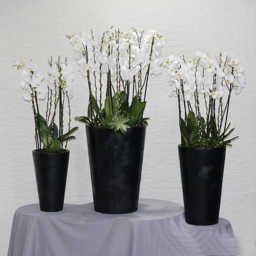 Combo White Orchid(كومبو وايت أوركيد)