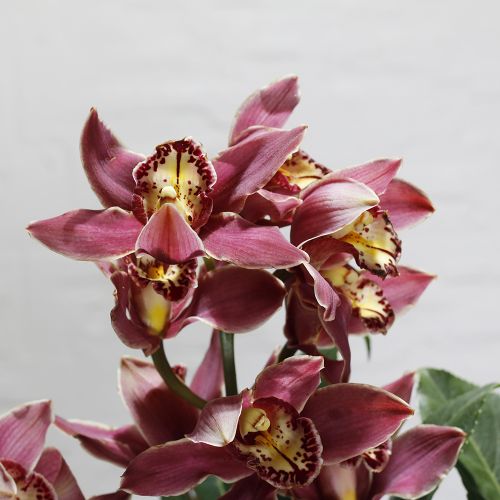 Shadow Bloom(شادو بلوم)