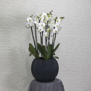 Orchids Gol(أوركيد غول)