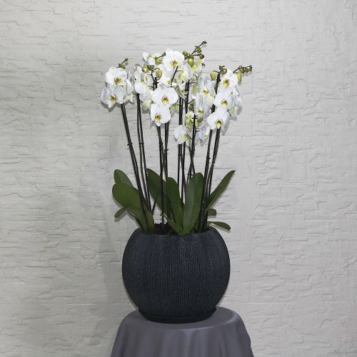 Orchids Gol(أوركيد غول)