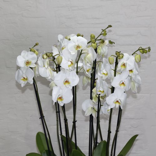 Orchids Gol(أوركيد غول)