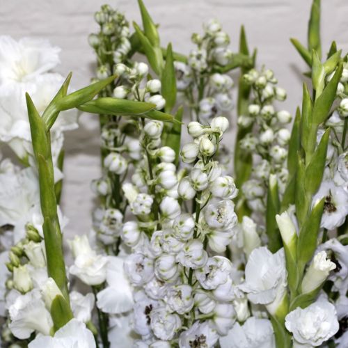 Splashy White (سبلاشي وايت)