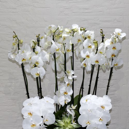 Delicate Orchid(ديليكيت أوركيد)