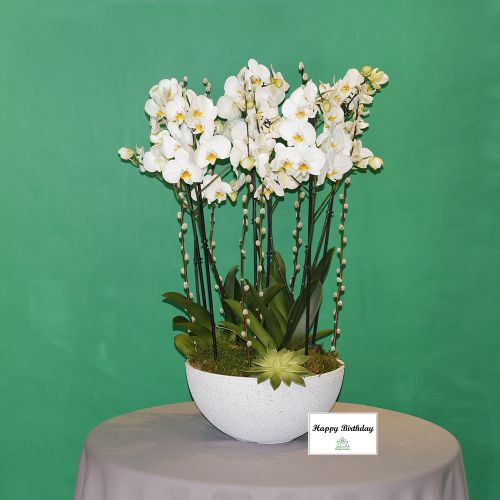 Premier Orchid(أوركيد بريميير)