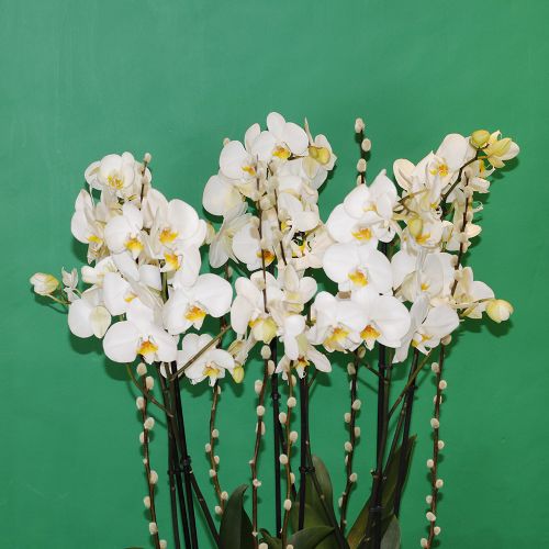 Premier Orchid(أوركيد بريميير)