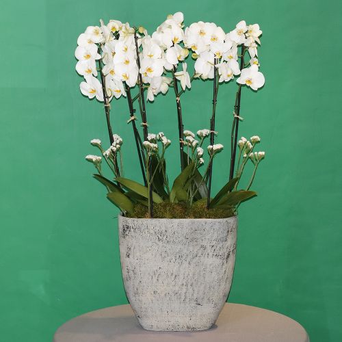 Orchids Loving(محبة الأوركيد)