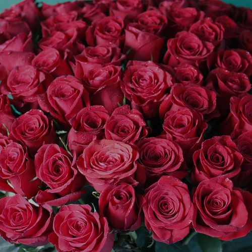 Rose Lover(روز الحب )