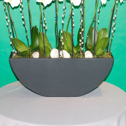 Elegant Orchid-1(الأوركيد الأنيق-1)