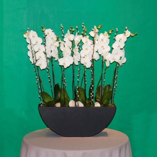 Elegant Orchid-1(الأوركيد الأنيق-1)