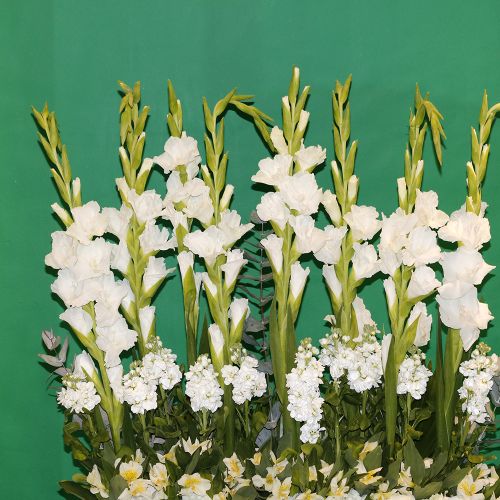 Crystal White(كريستال وايت)