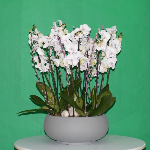 Splashy Lite Pink Orchid(سبلاشي لايت أوركيد وردي)