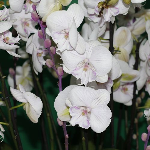 Splashy Lite Pink Orchid(سبلاشي لايت أوركيد وردي)