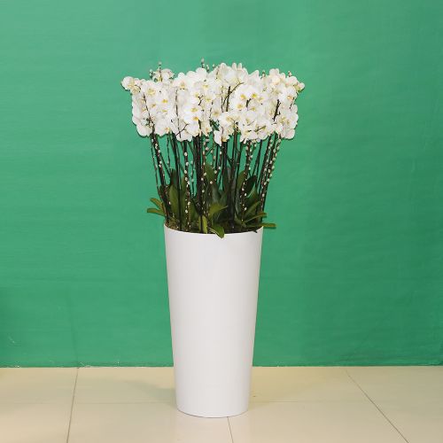 Orchids Rich(الأوركيد الغنية)