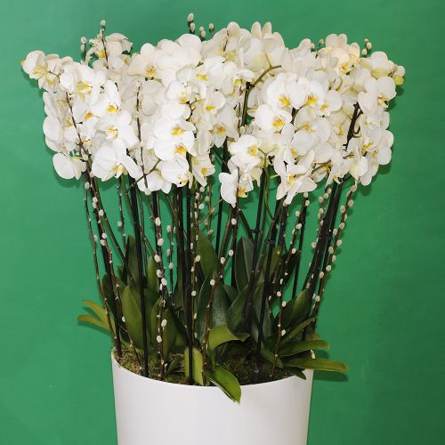 Orchids Rich(الأوركيد الغنية)