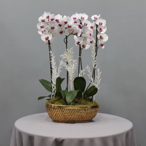 Lite Pink Orchid Pro(لايت بينك أوركيد برو)