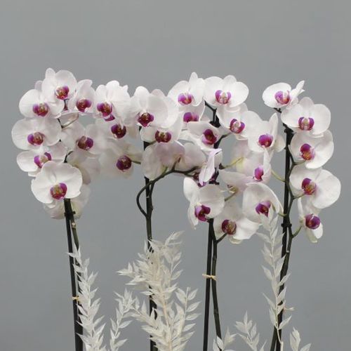 Lite Pink Orchid Pro(لايت بينك أوركيد برو)