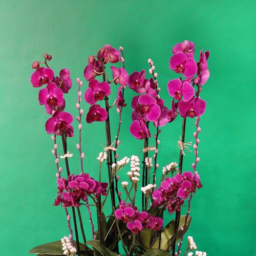 Purple orchid Round(جولة السحلية الأرجواني)