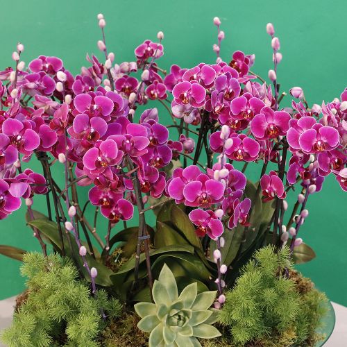 Purple orchid mini(أوركيد أرجواني صغير)