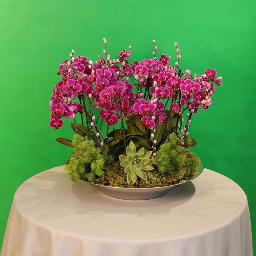 Purple orchid mini(أوركيد أرجواني صغير)