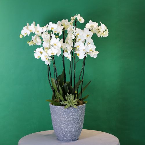 Orchid July(اوركيد يوليو)